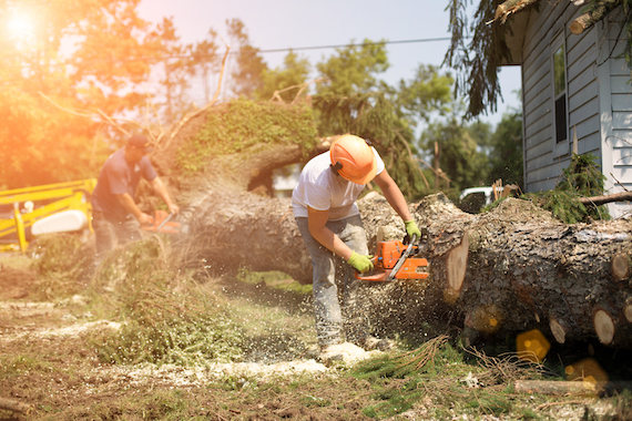 shutterstock_1465562882 Two workers use chainsaws to cut up a fallen tree